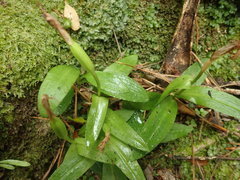 Pterostylis silvicultrix