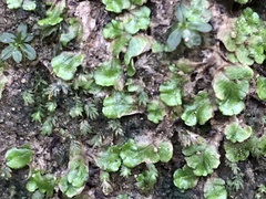 Cryptomitrium tenerum