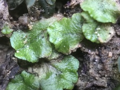 Cryptomitrium tenerum