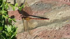 Coryphaeschna perrensi