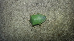 Loxa deducta