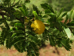 Vachellia hockii