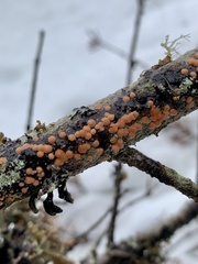 Aleurodiscus grantii