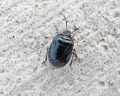 Sehirus cinctus albonotatus
