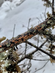 Aleurodiscus grantii