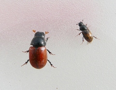Aphodius