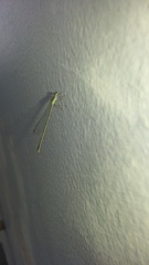 Argentagrion ambiguum