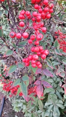 Nandina domestica