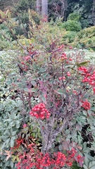 Nandina domestica
