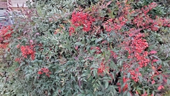 Nandina domestica