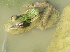 Lithobates blairi