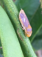 Oncometopia hamiltoni