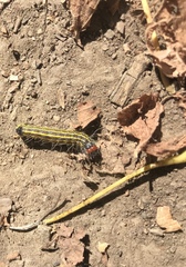 Acronicta radcliffei