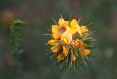 Pultenaea stipularis