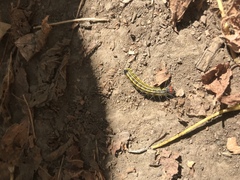 Acronicta radcliffei