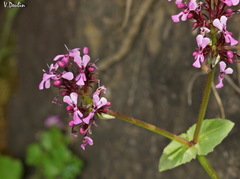 Fedia graciliflora
