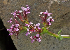 Fedia graciliflora
