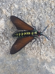 Eriphioides