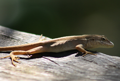Anolis sminthus