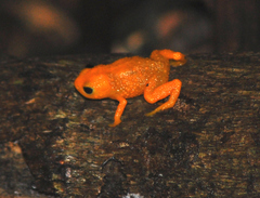Brachycephalus ephippium