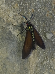 Eriphioides