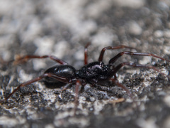 Oedignatha