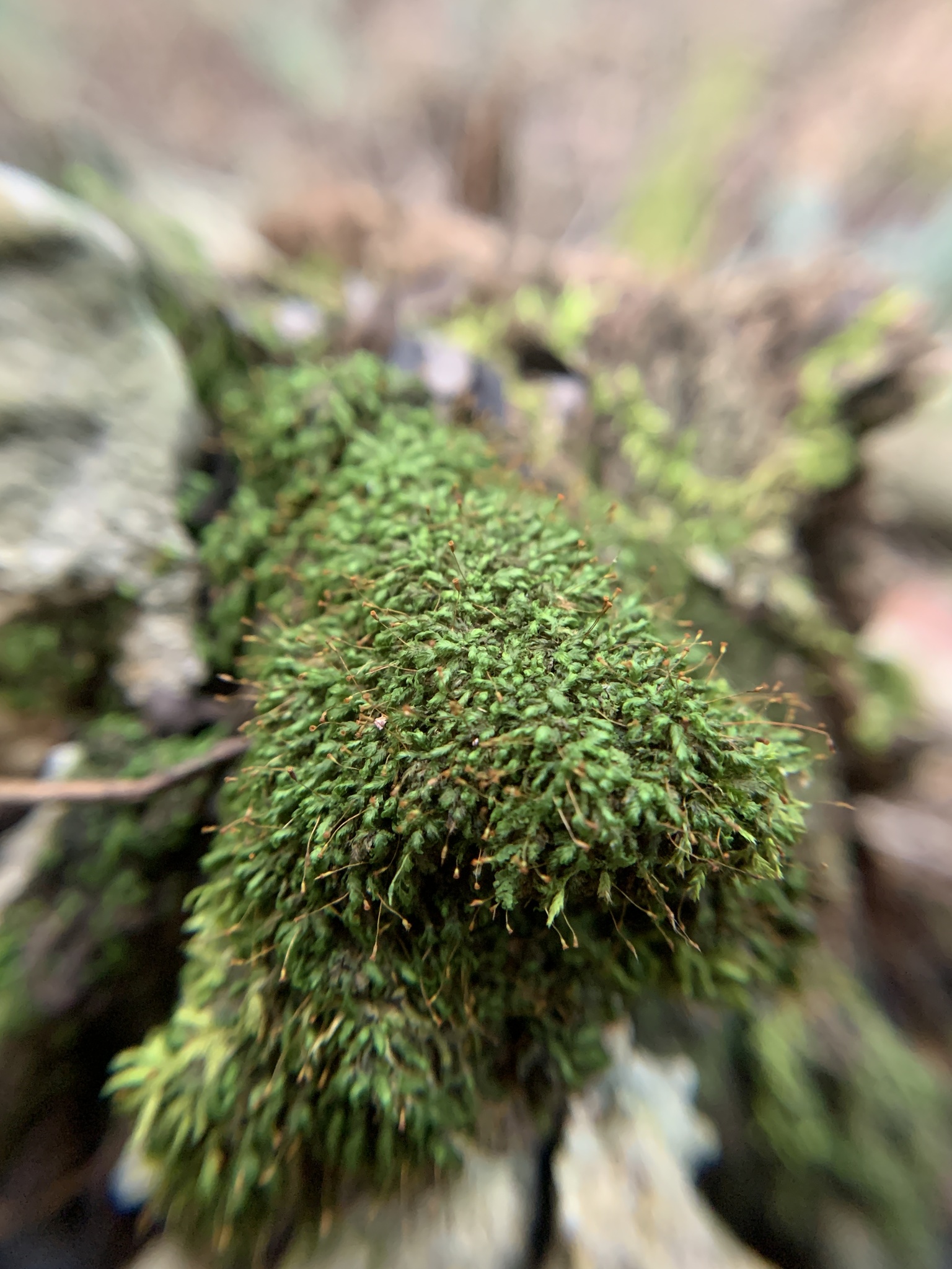 Chryso-hypnum diminutivum