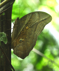 Eryphanis automedon amphimedon