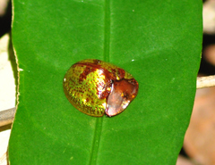 Hybosa gibbera