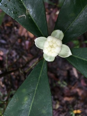 Phaleria octandra