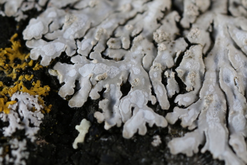 Spicy Mustard-rosette