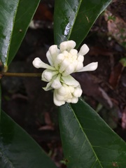 Phaleria octandra