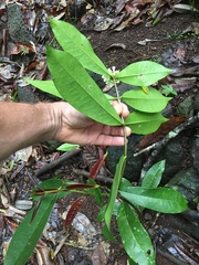 Phaleria octandra