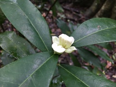 Phaleria octandra