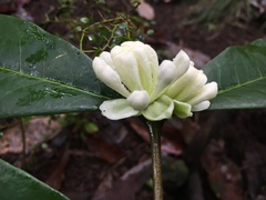 Phaleria octandra