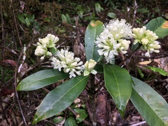 Phaleria octandra