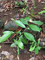 Phaleria octandra