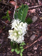 Phaleria octandra