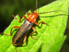 Cantharis soeulensis