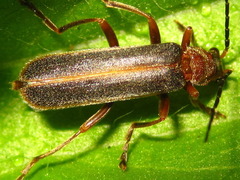 Cantharis soeulensis
