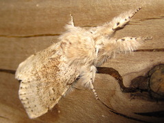 Calliteara pseudabietis