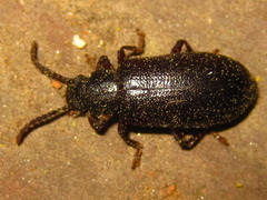 Luprops orientalis