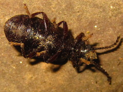 Luprops orientalis