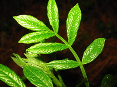 Dictamnus dasycarpus