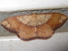 Pylargosceles steganioides