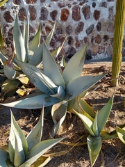 Agave guiengola