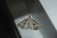 Alucita adriendenisi