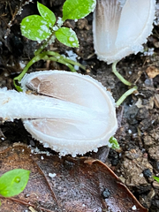 Coprinopsis nivea