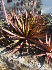 Agave convallis