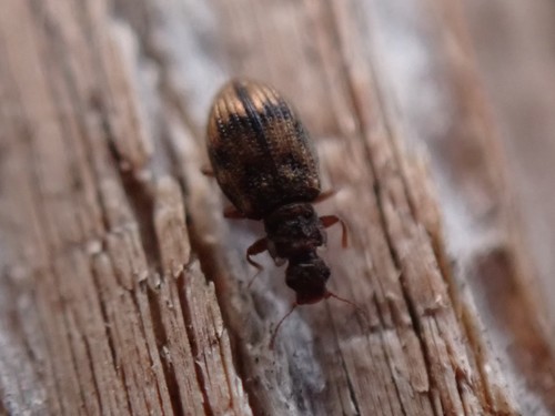 Plaster beetle photo 6